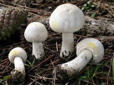 California Fungi: Agaricus xanthodermus