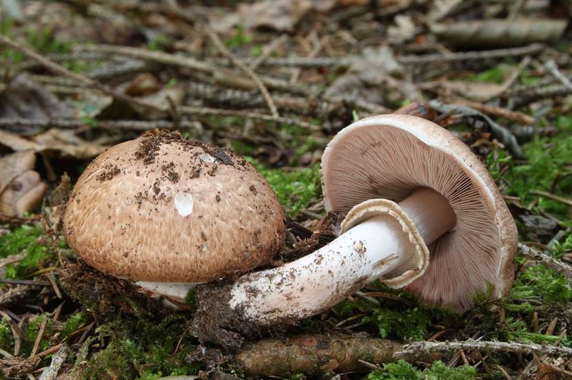 Agaricus sylvaticus: características, hábitat y confusiones