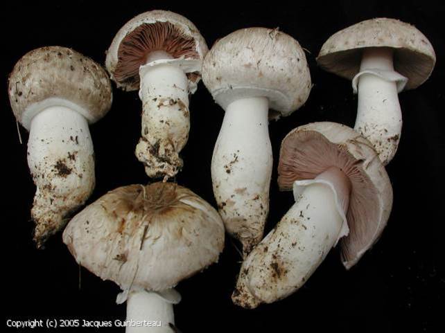 MycoDB : Photos de champignons - Agaricus bresadolanus