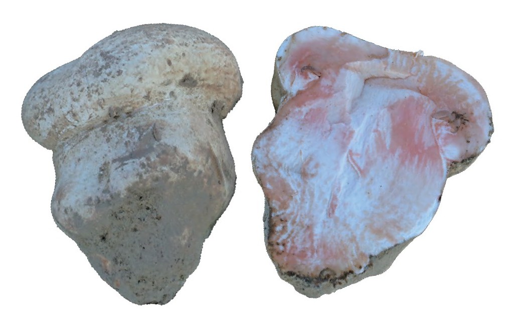 mushroom-image