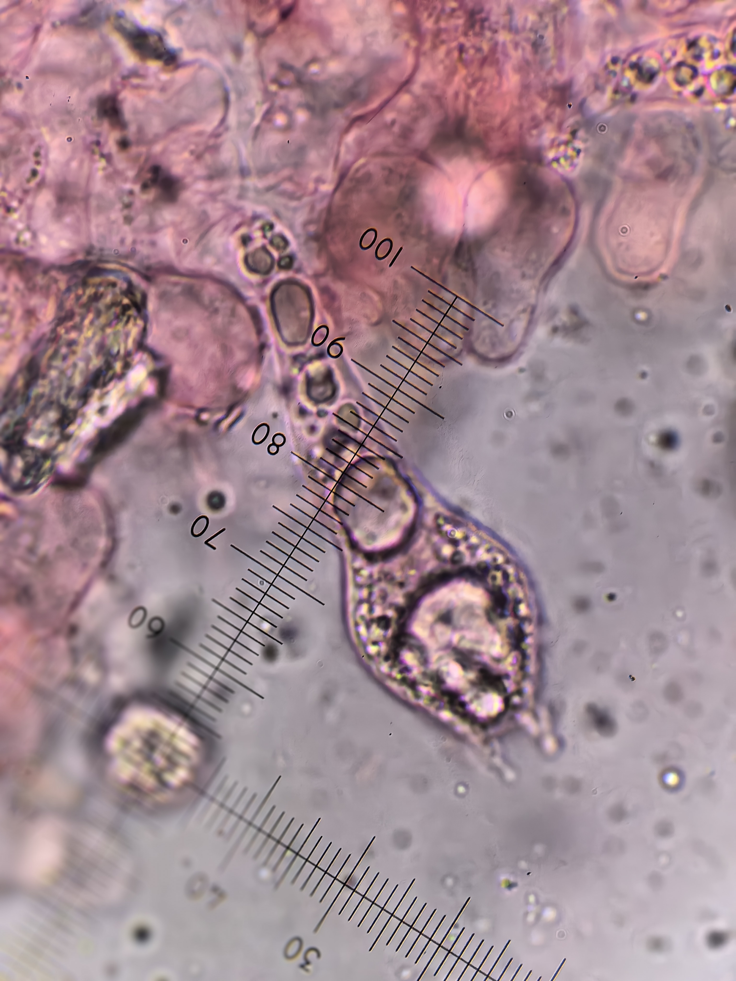 mushroom-image