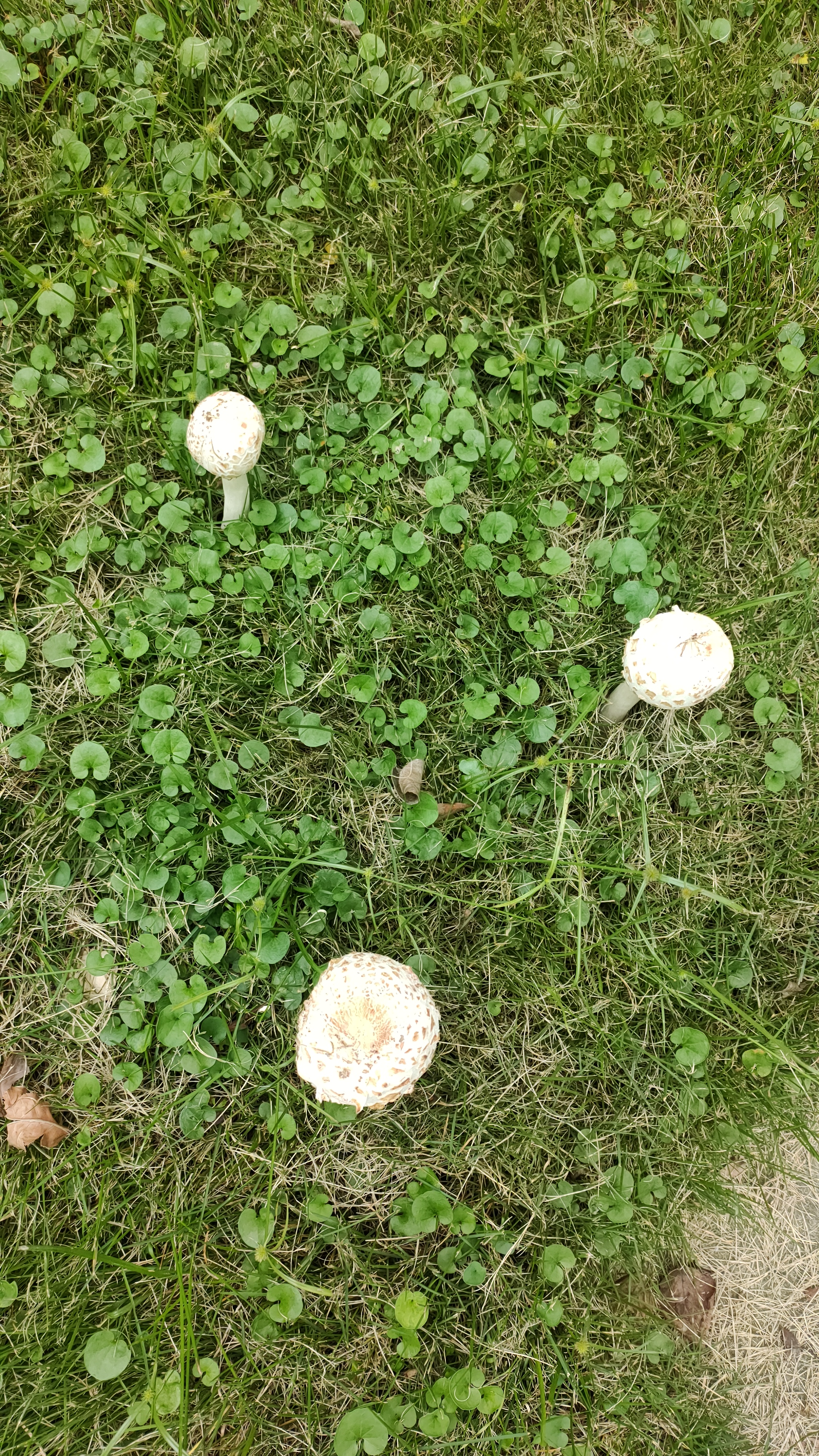 mushroomimage