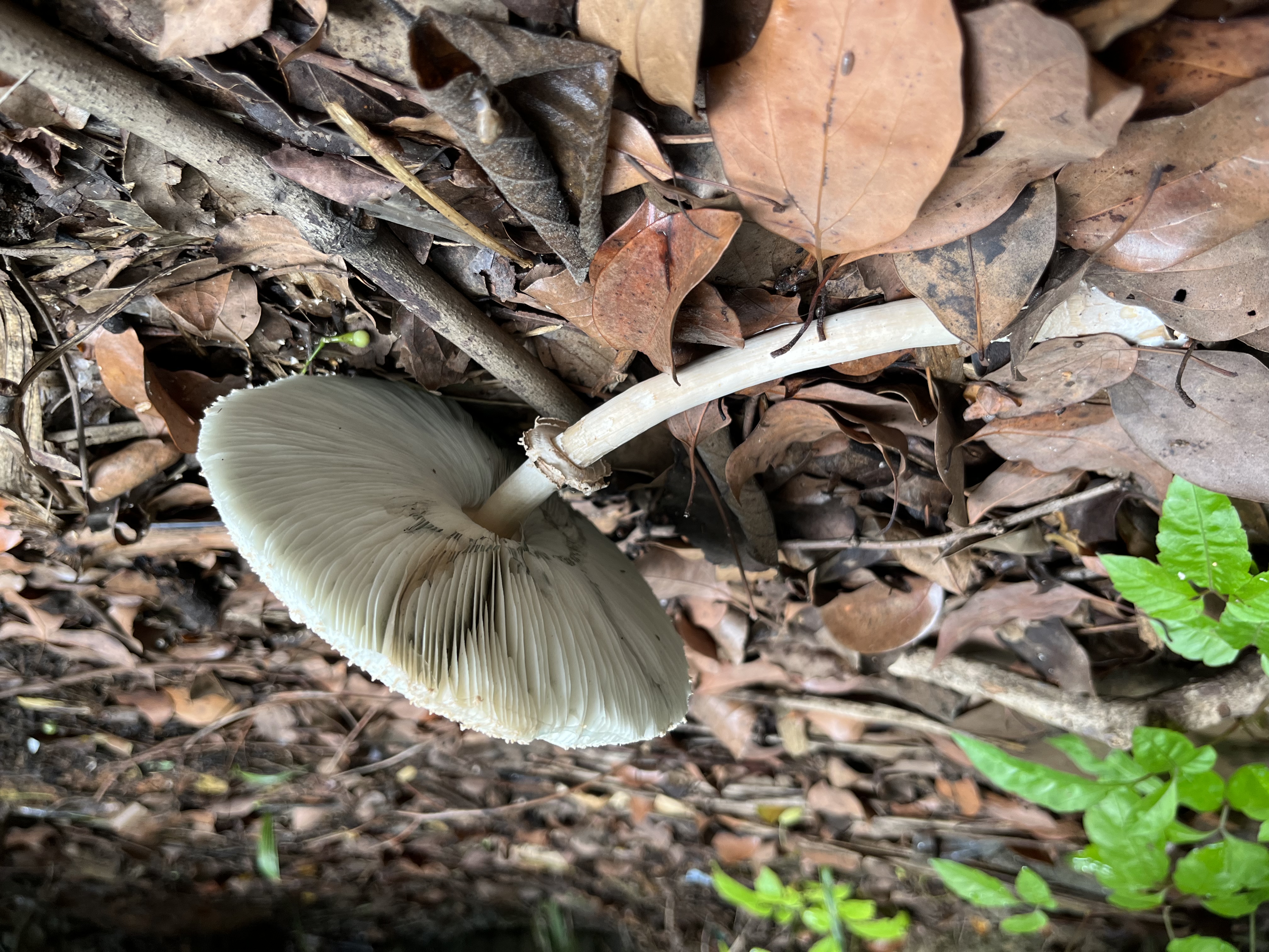 mushroomimage