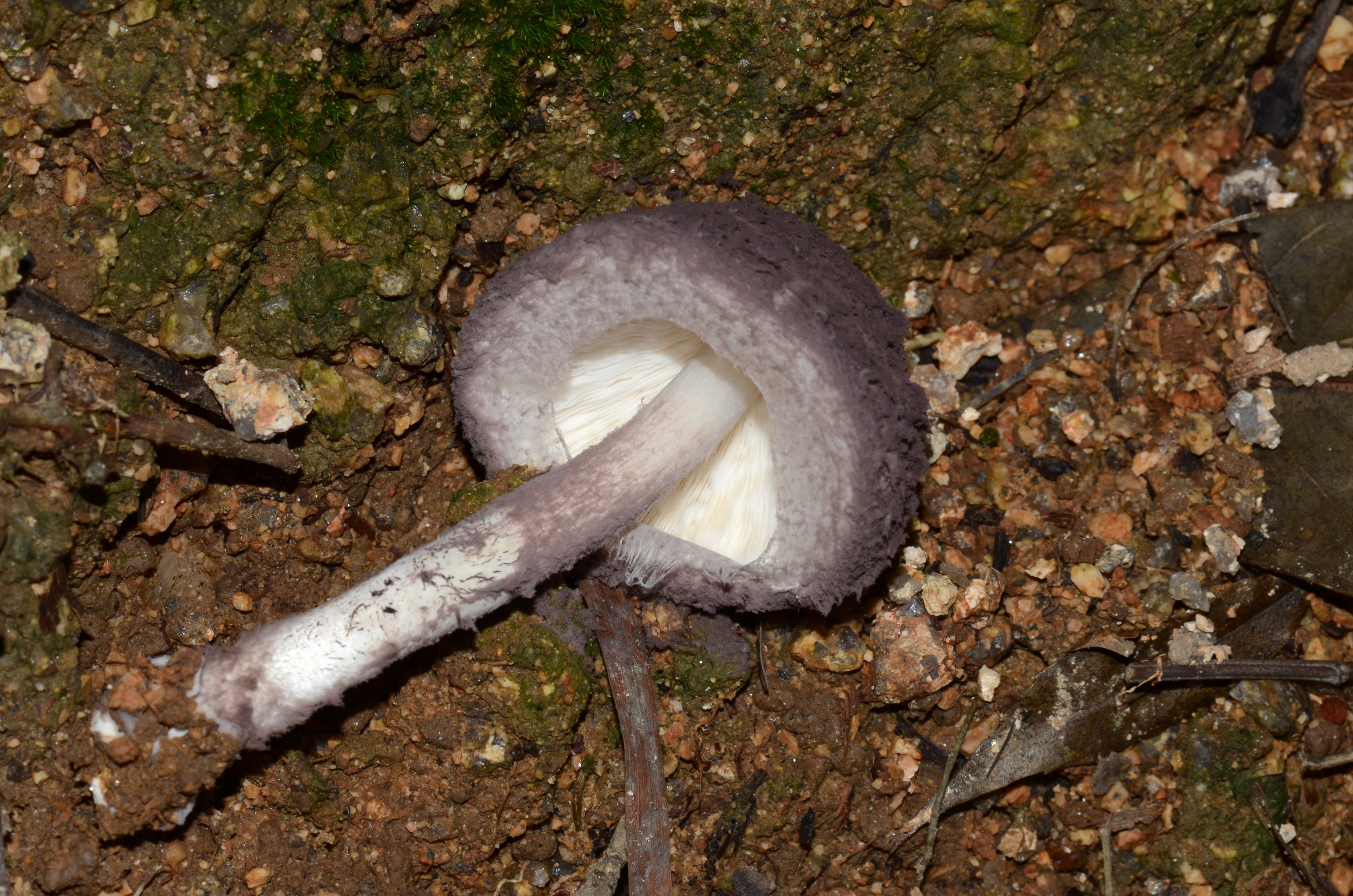 mushroomimage