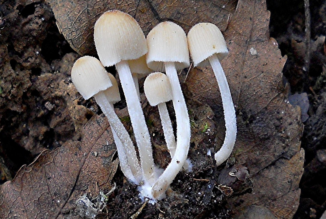 mushroomimage