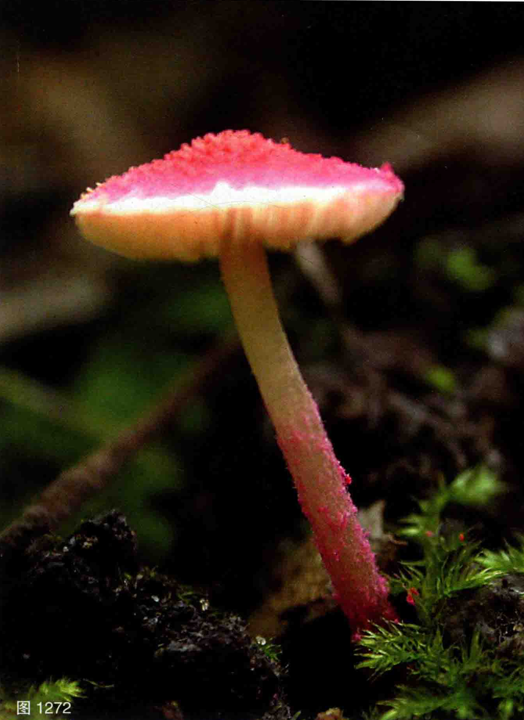 mushroomimage