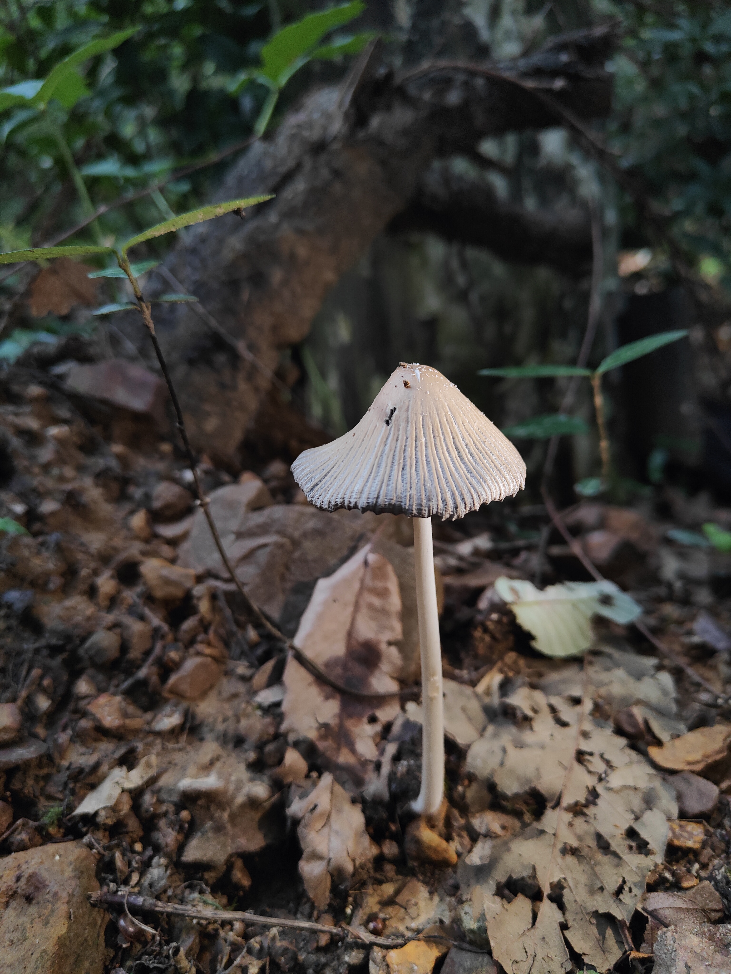 mushroomimage