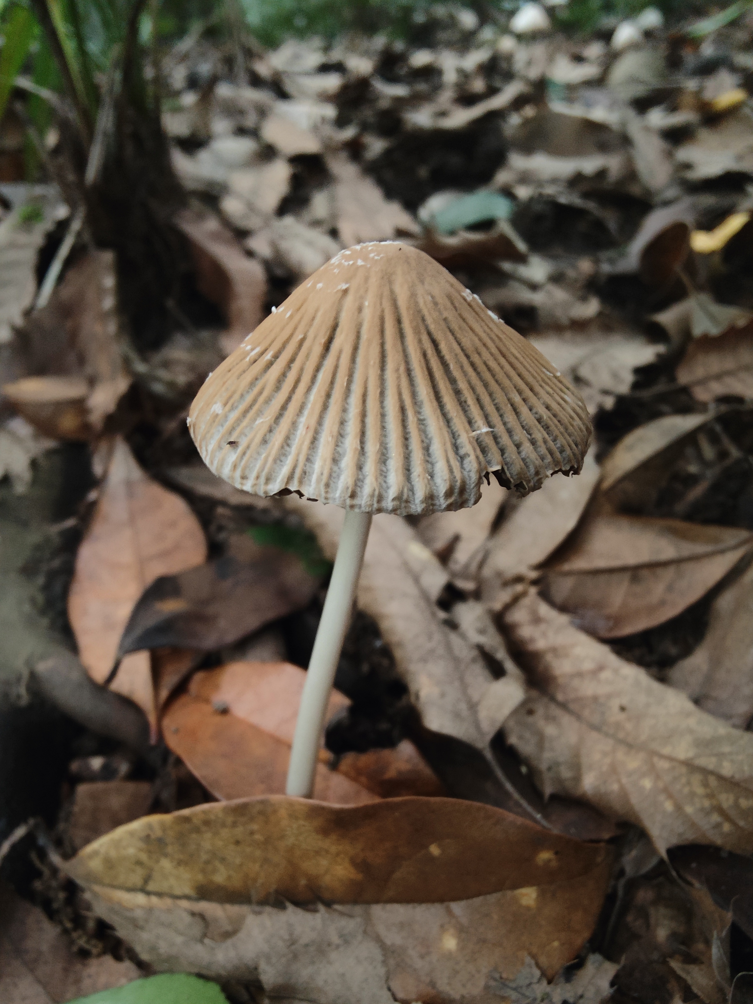 mushroomimage