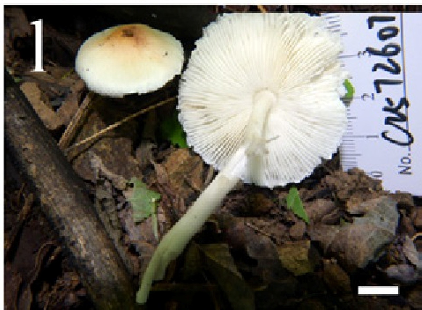 mushroom-image