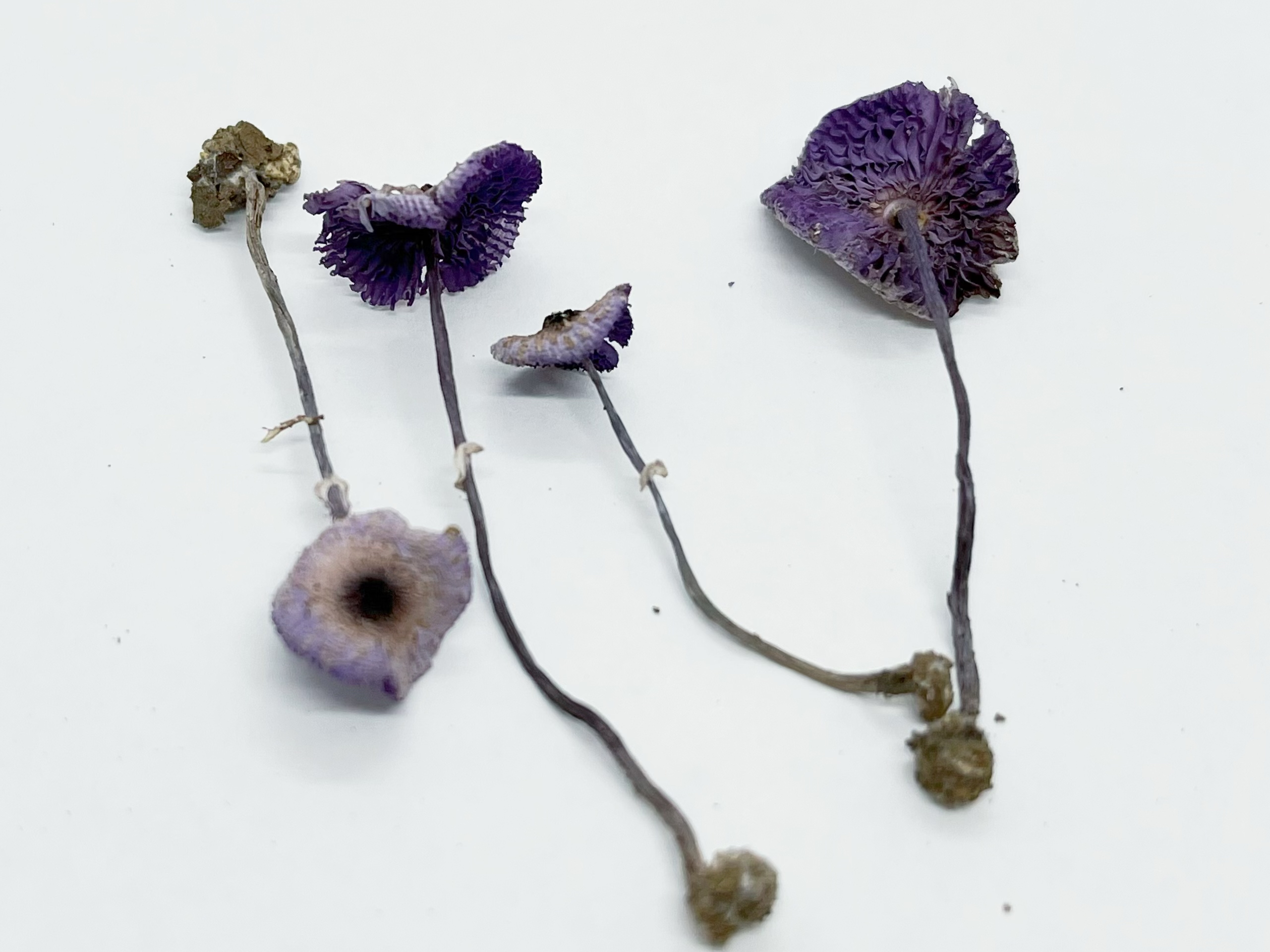 mushroom-image