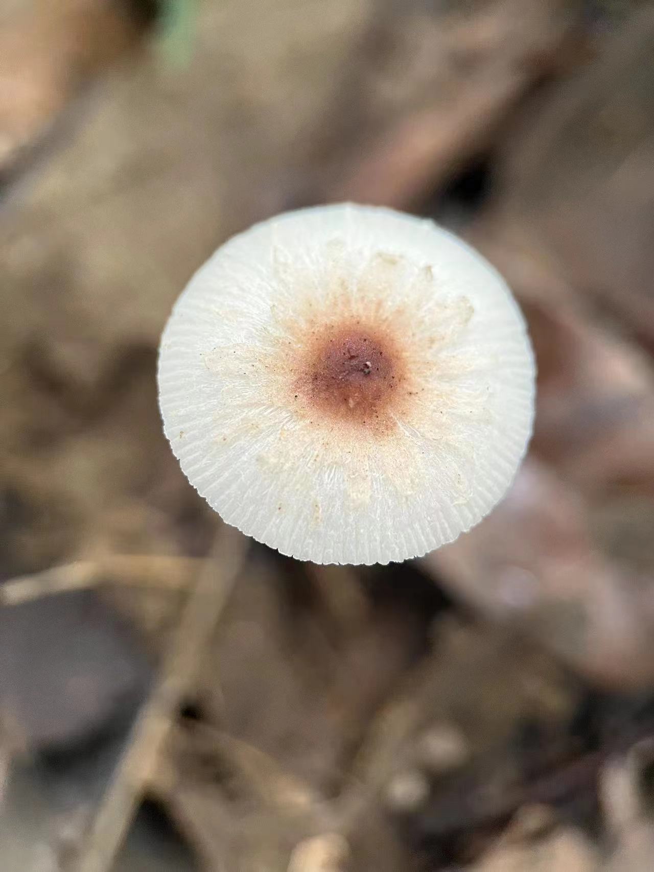 mushroom-image