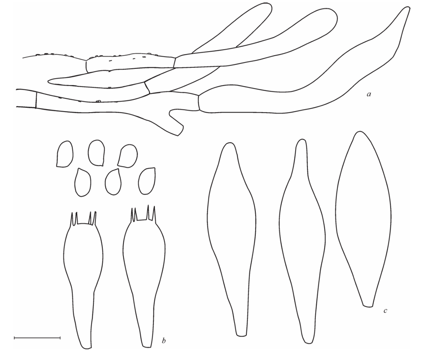 mushroom-image