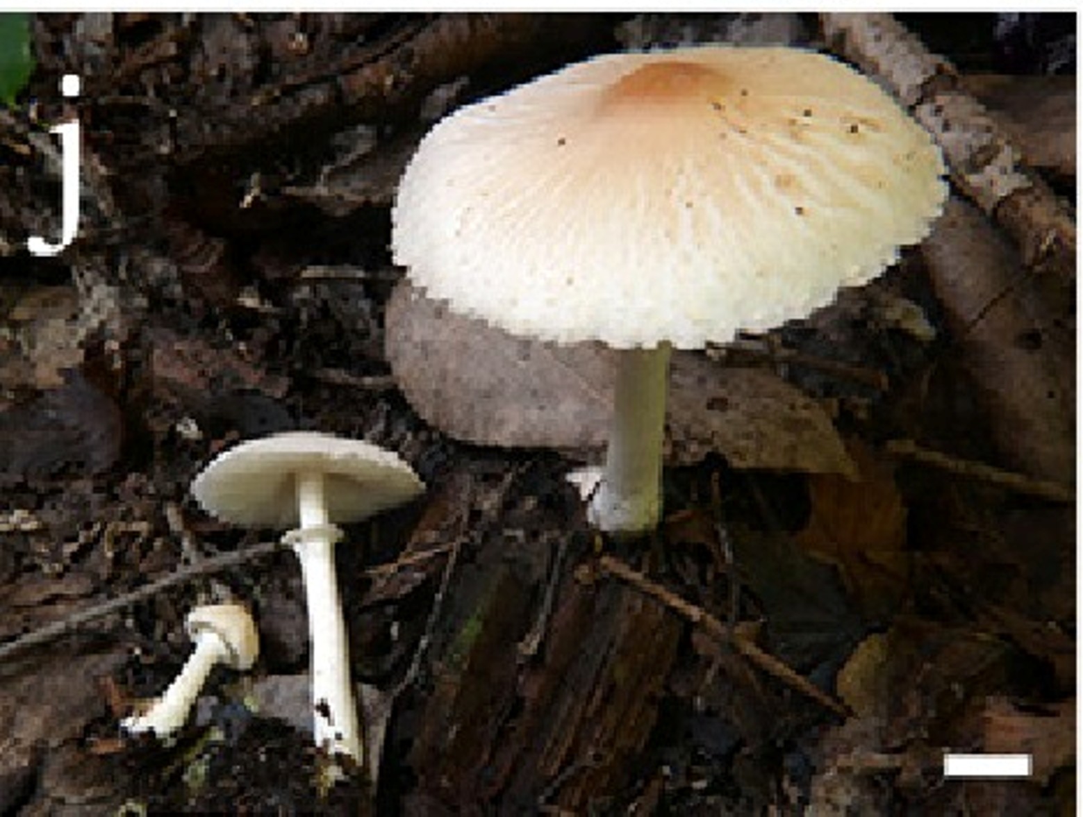 mushroom-image