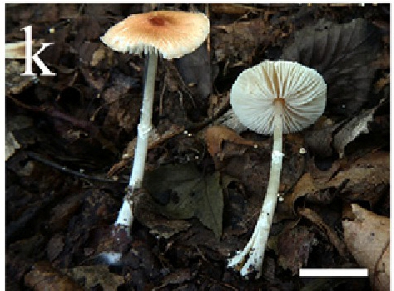 mushroom-image