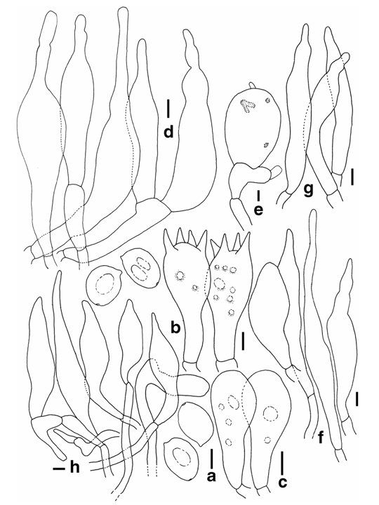 mushroom-image