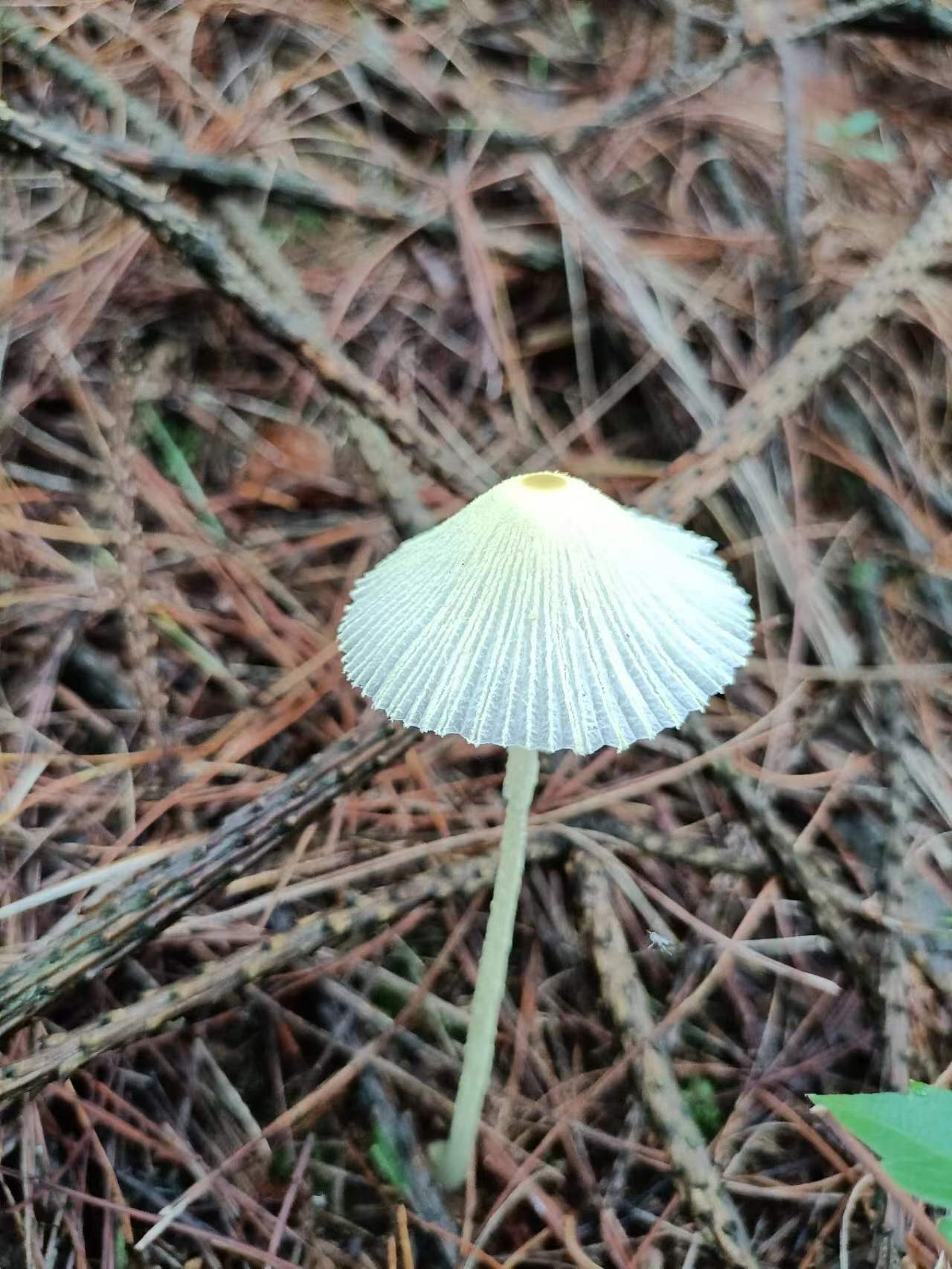 mushroomimage