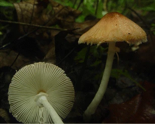 mushroom-image