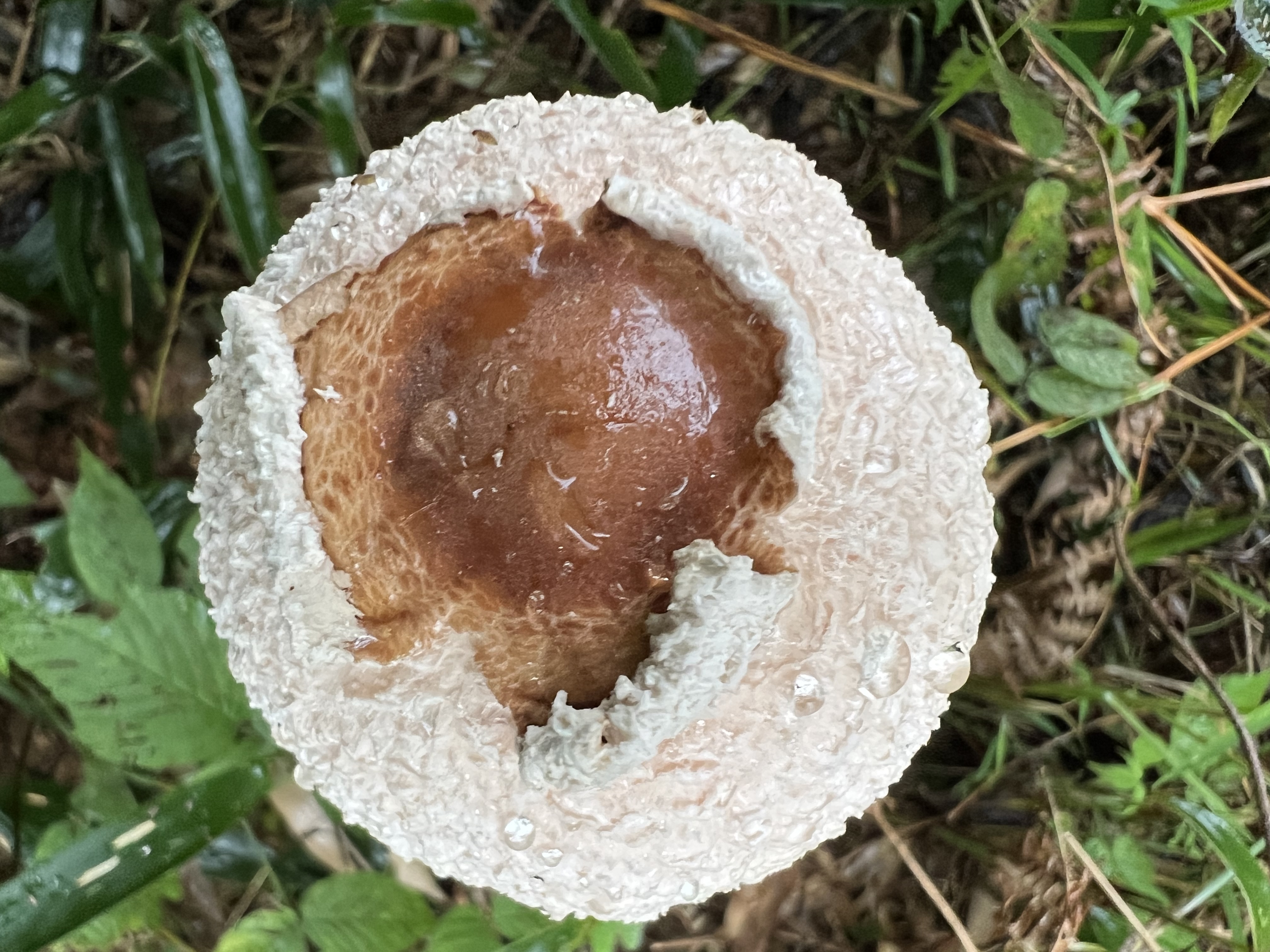 mushroomimage