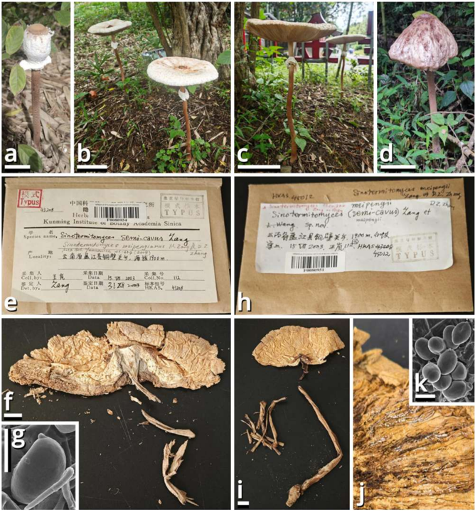 mushroom-image