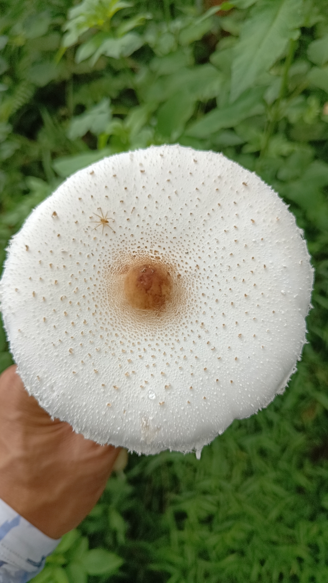 mushroomimage