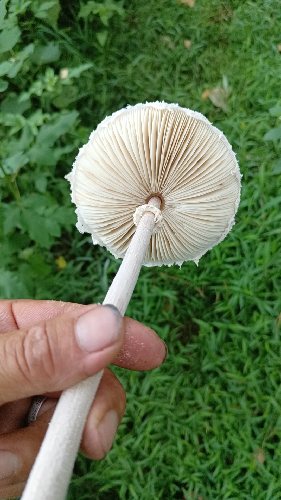 mushroomimage