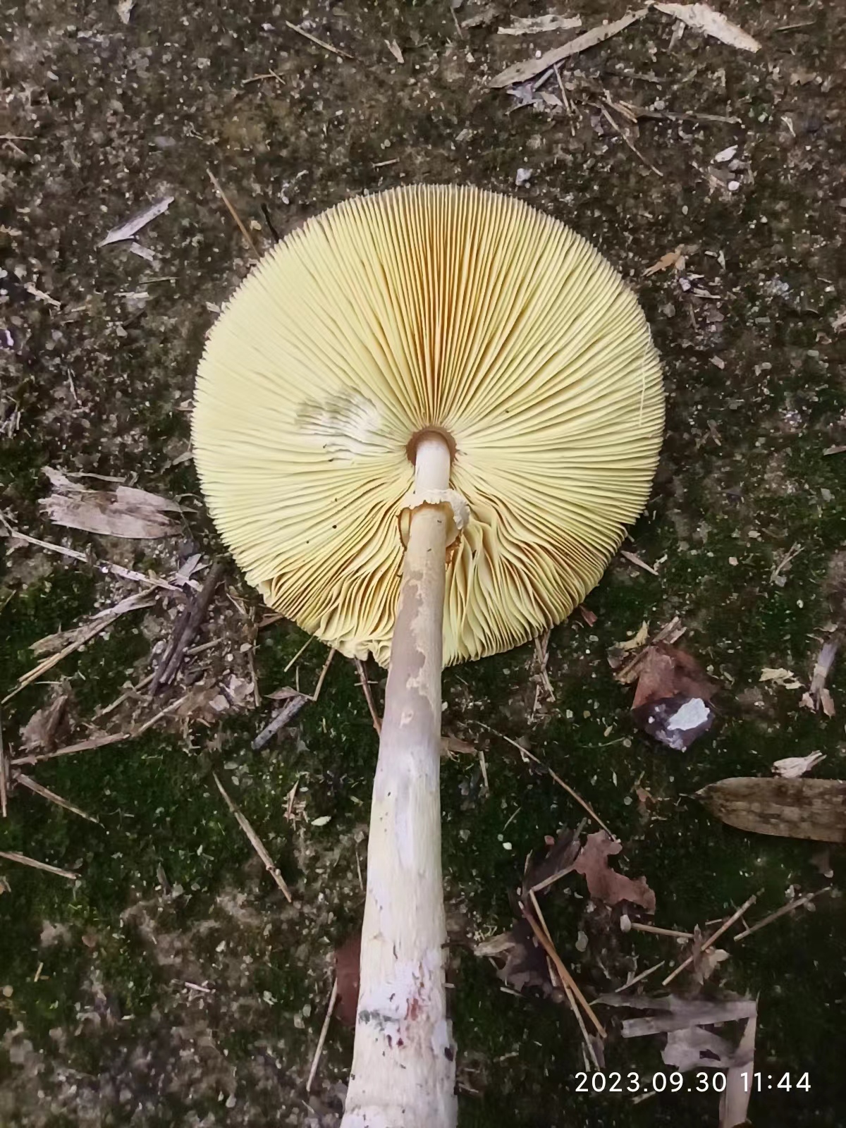 mushroomimage