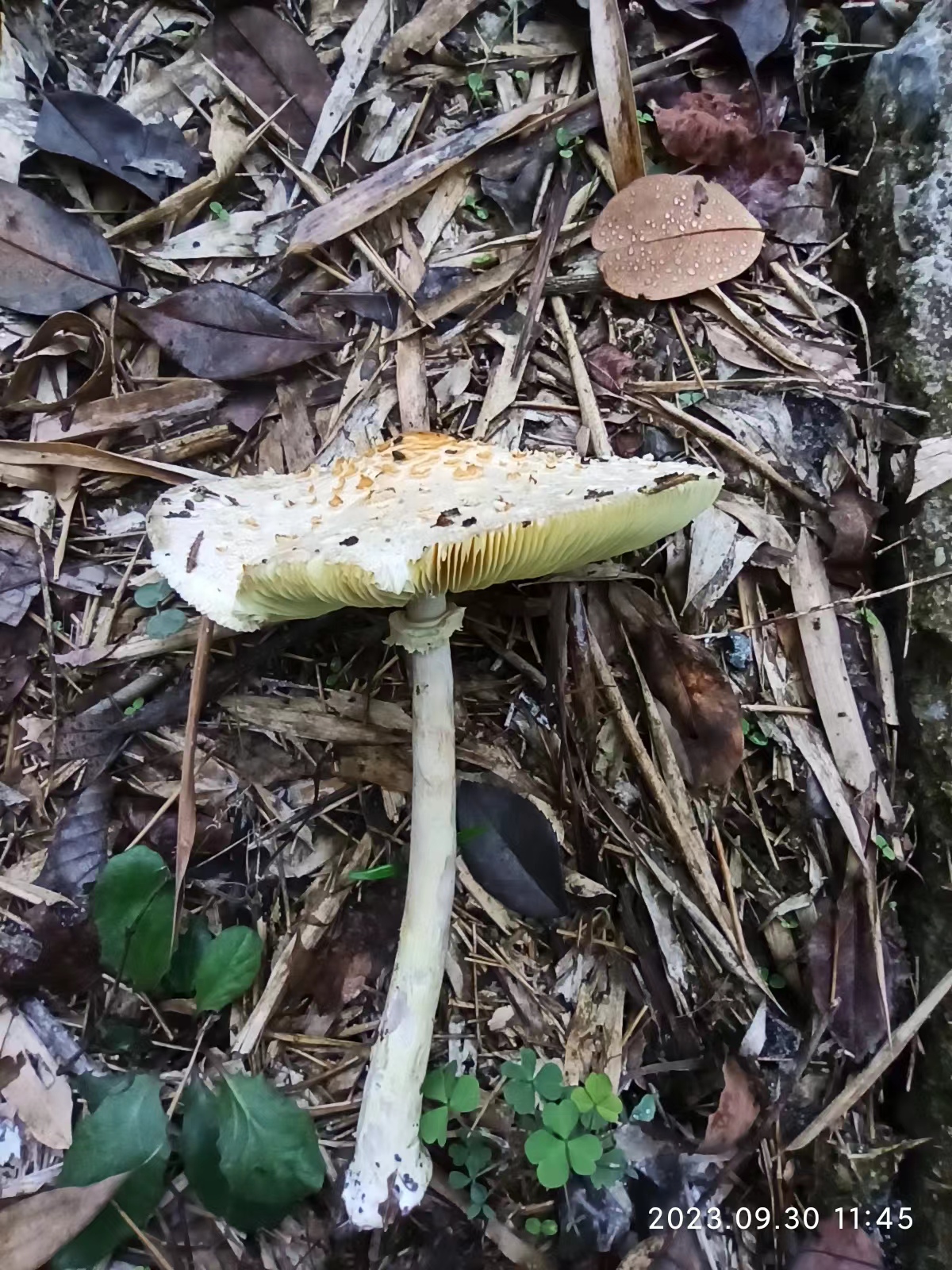 mushroomimage