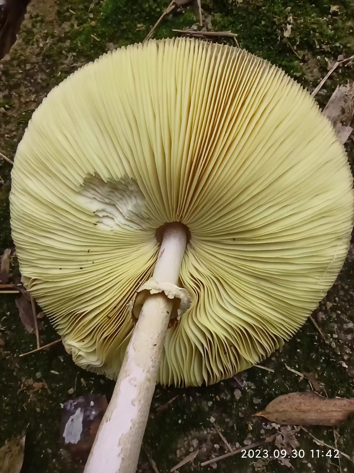 mushroomimage