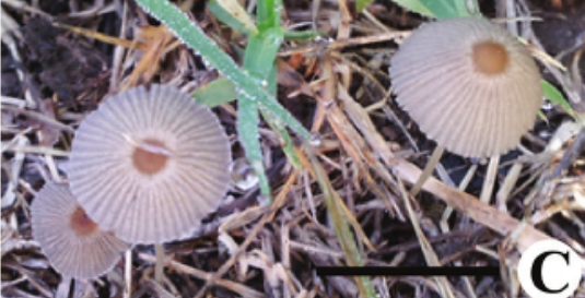 mushroomimage