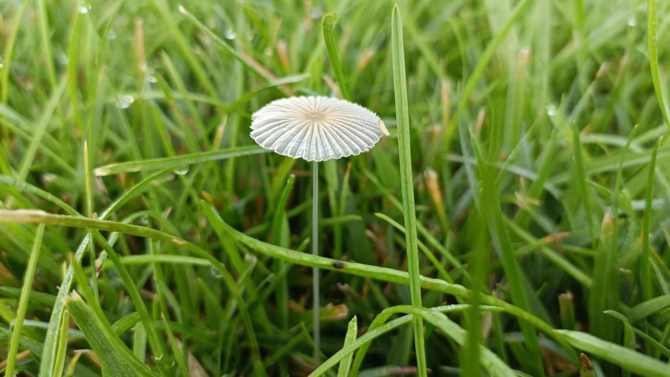mushroomimage