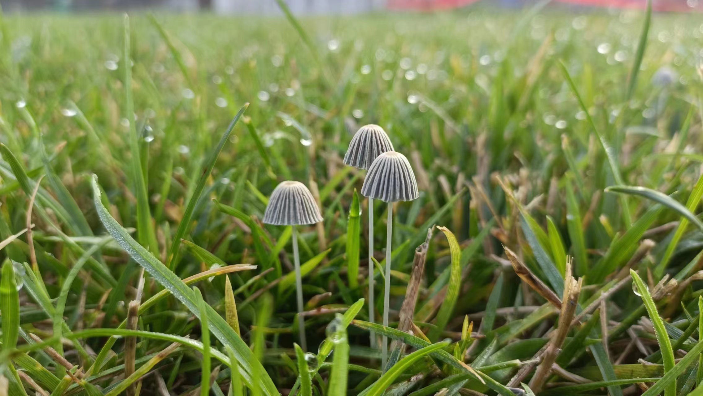 mushroomimage