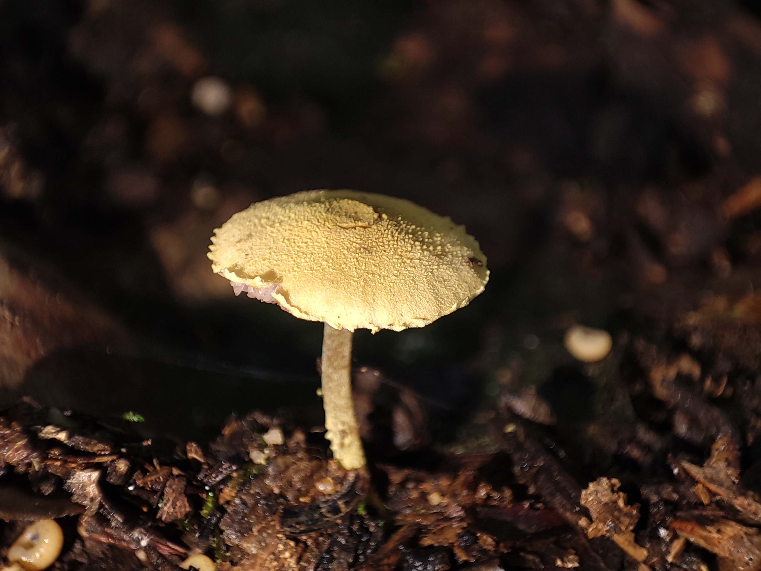 mushroomimage
