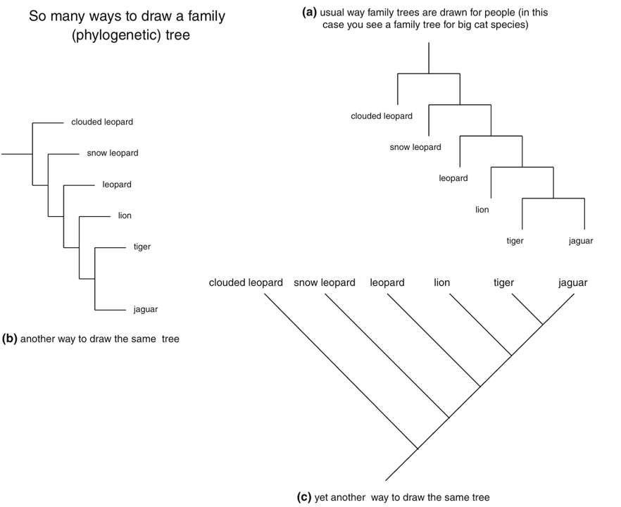 types of tree