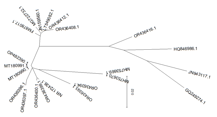 unrootedtree